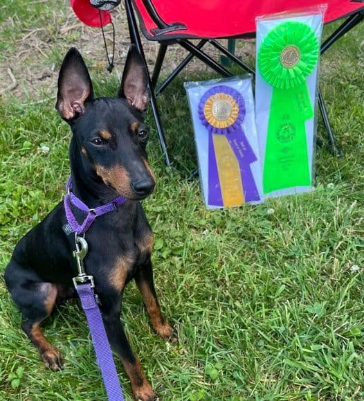 Toy Manchester Terrier Puppies breeder image 7