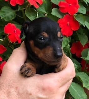 Toy Manchester Terrier Puppies breeder image 8