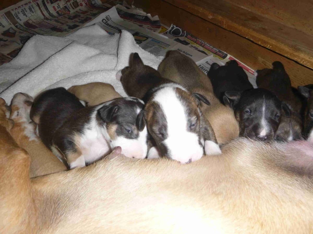 Bull Terrier Puppies breeder image 1