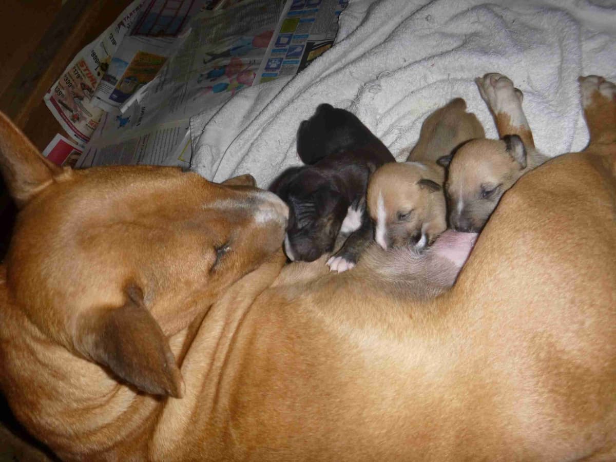 Bull Terrier Puppies breeder image 2