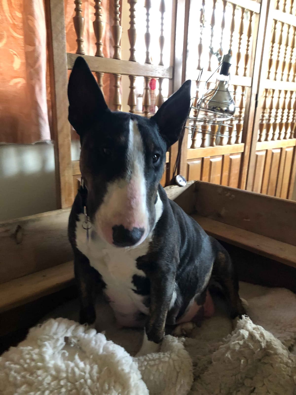 Bull Terrier Puppies breeder image 3