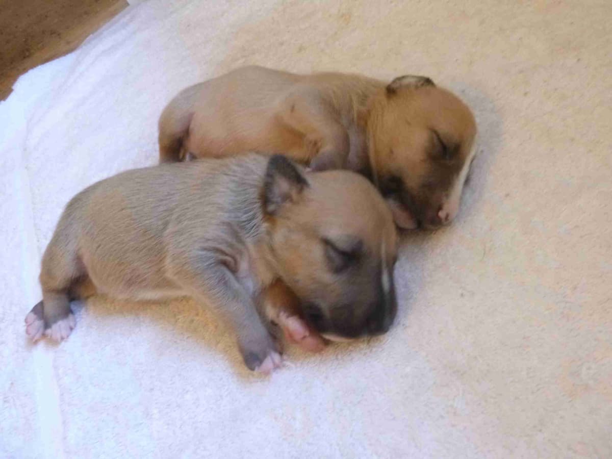 Bull Terrier Puppies breeder image 4
