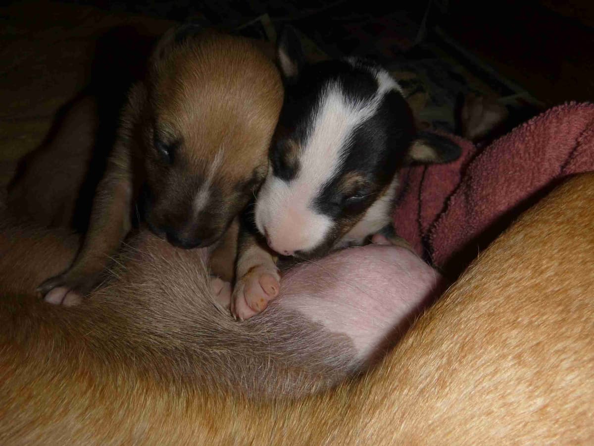 Bull Terrier Puppies breeder image 5