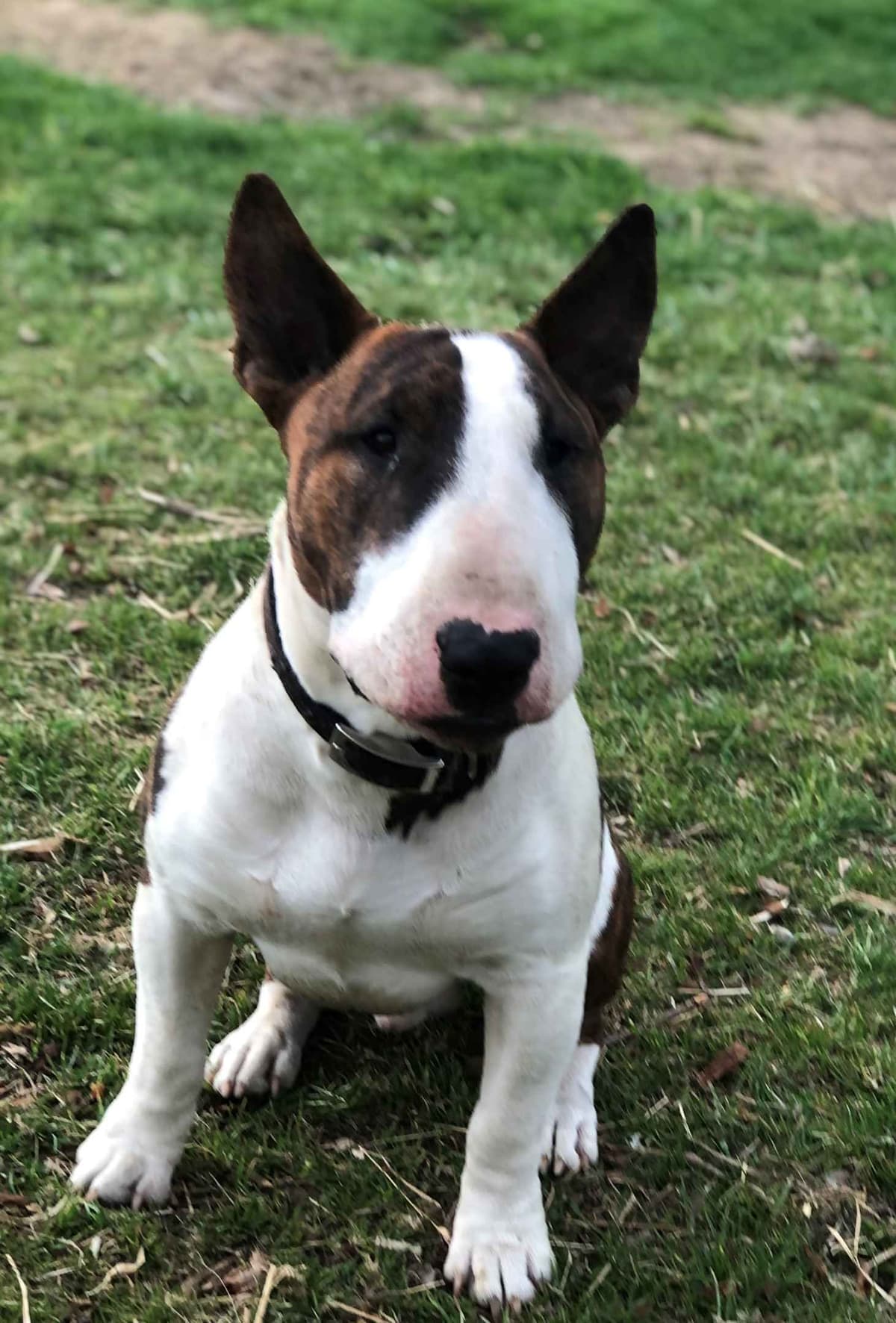 Bull Terrier Puppies breeder image 6
