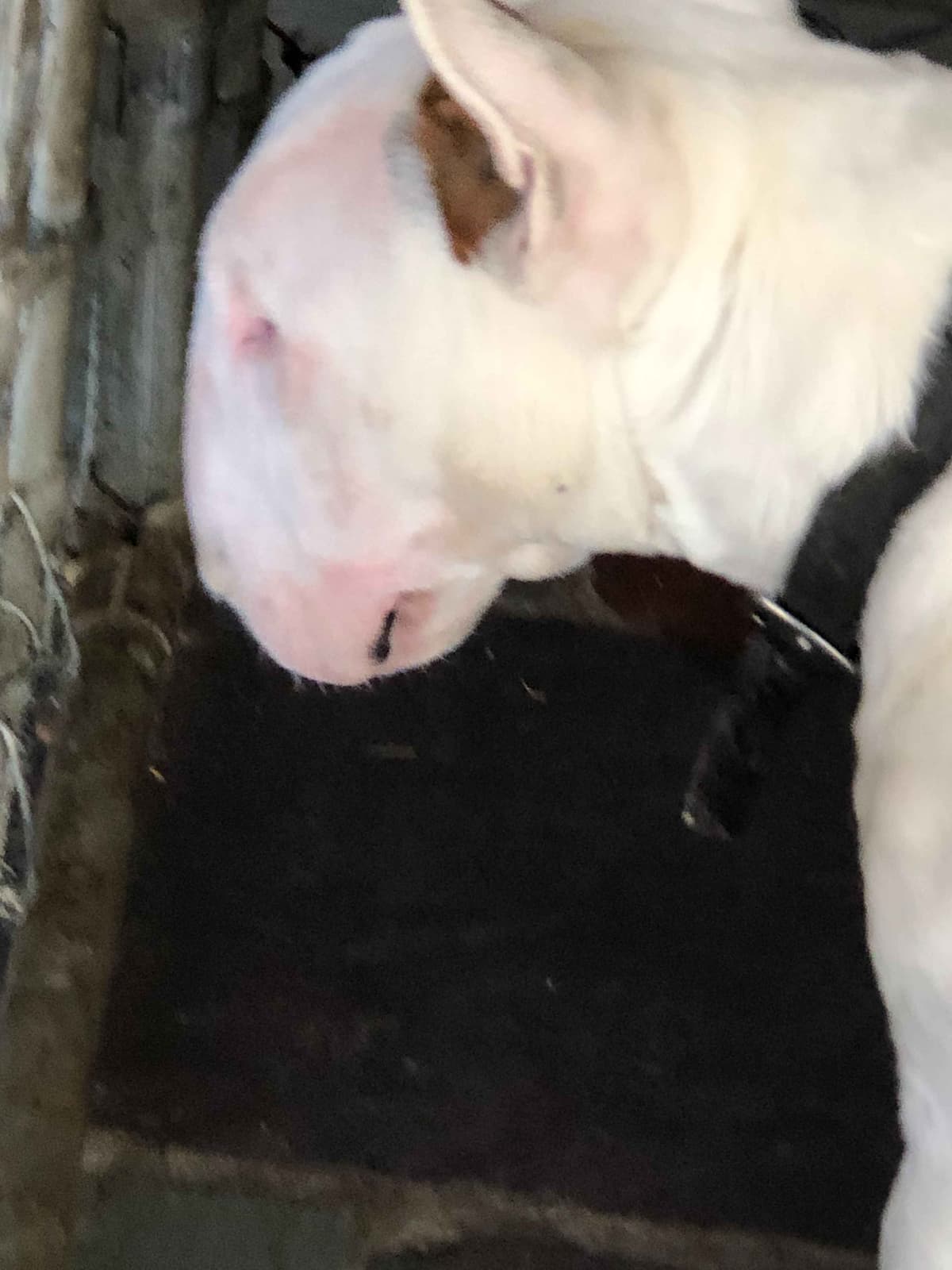 Bull Terrier Puppies breeder image 7