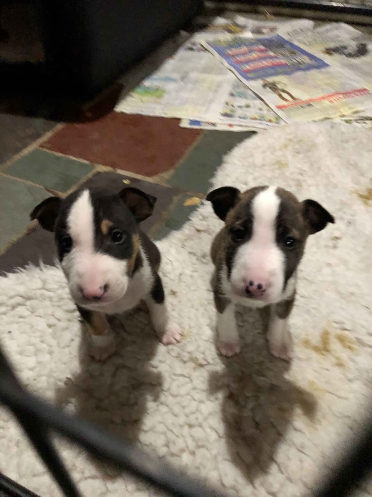 Bull Terrier Puppies breeder image 8
