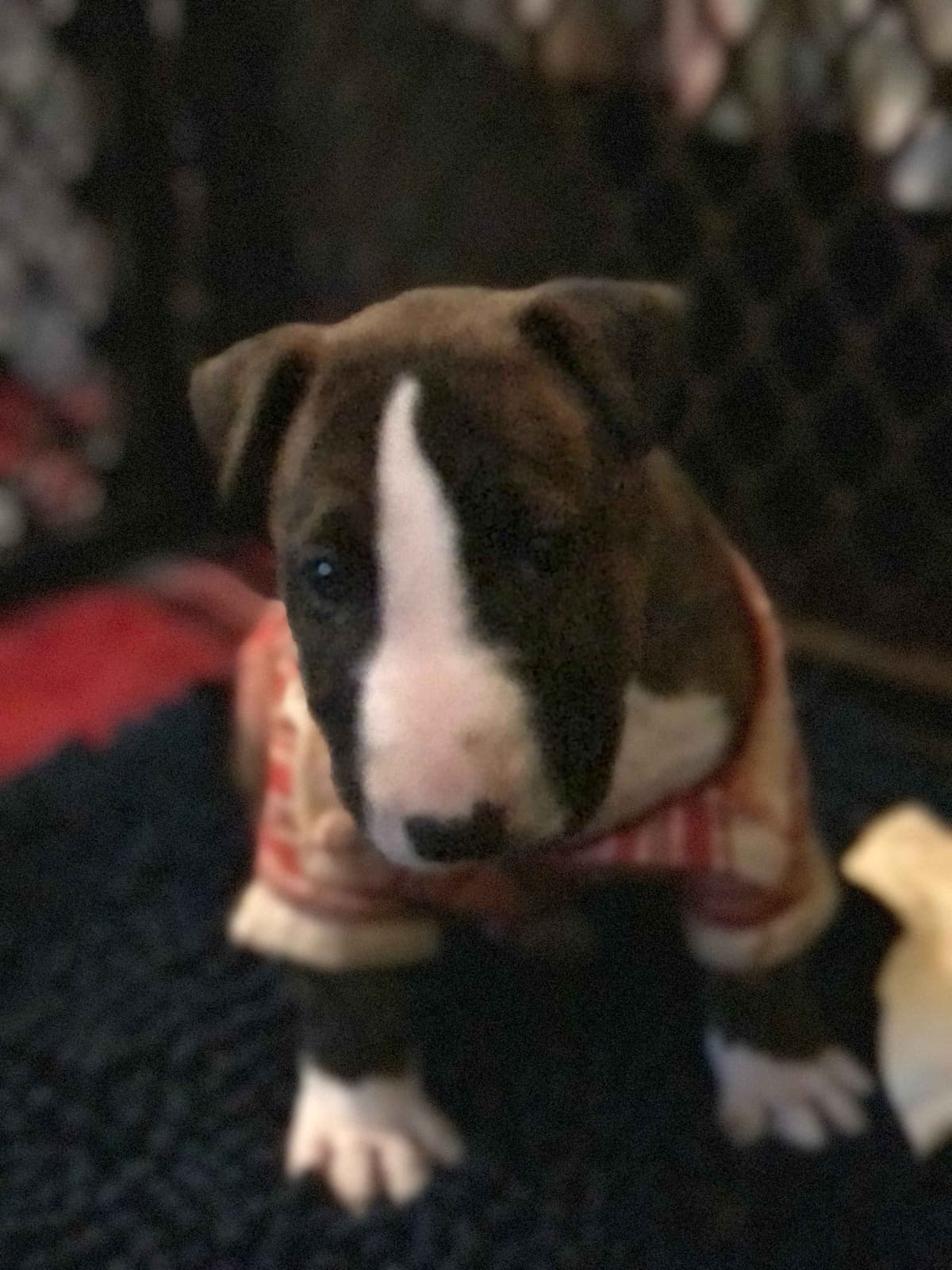 Bull Terrier Puppies breeder image 11