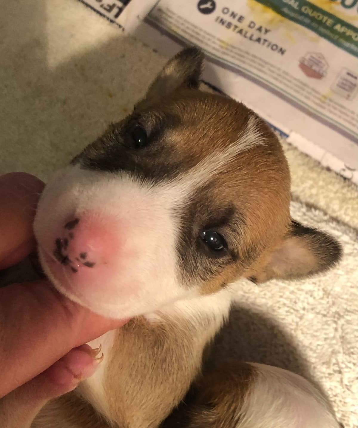 Bull Terrier Puppies breeder image 12