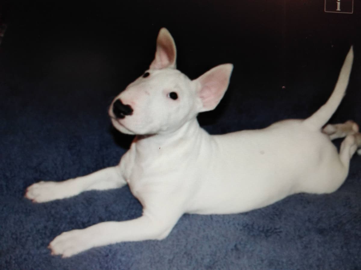 Bull Terrier Puppies breeder image 14