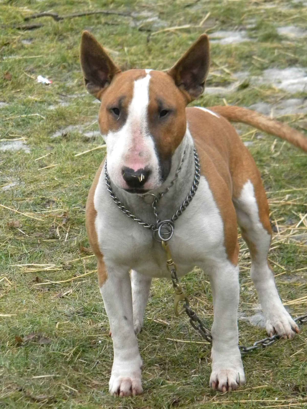 Bull Terrier Puppies breeder image 15