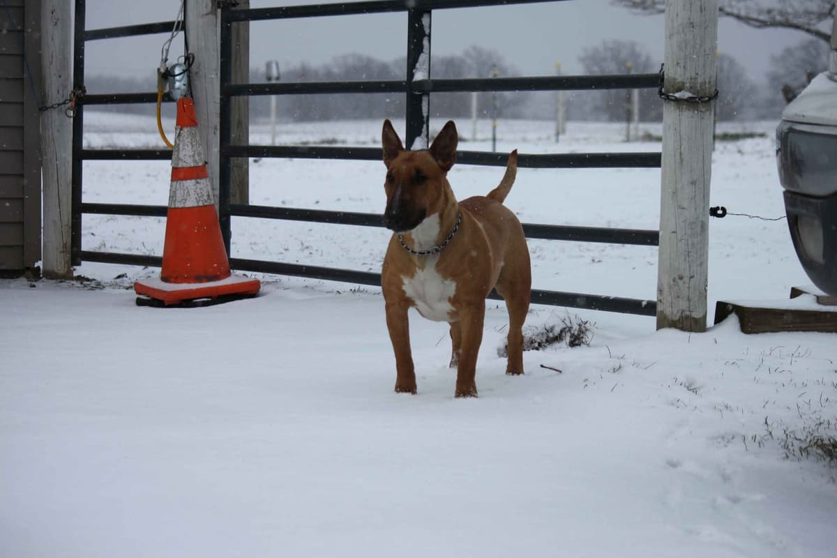 Bull Terrier Puppies breeder image 17