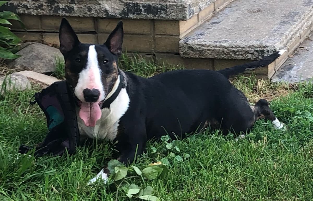 Bull Terrier Puppies breeder image 19