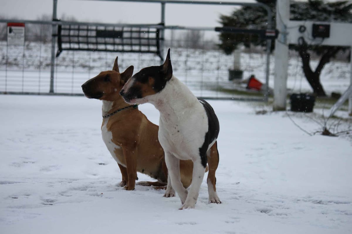 Bull Terrier Puppies breeder image 21