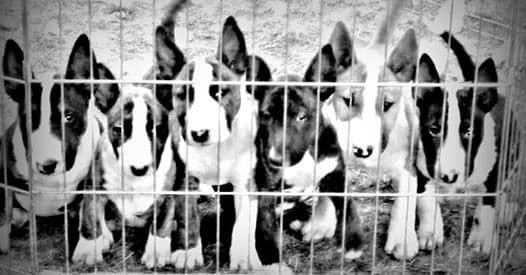 Bull Terrier Puppies breeder image 22