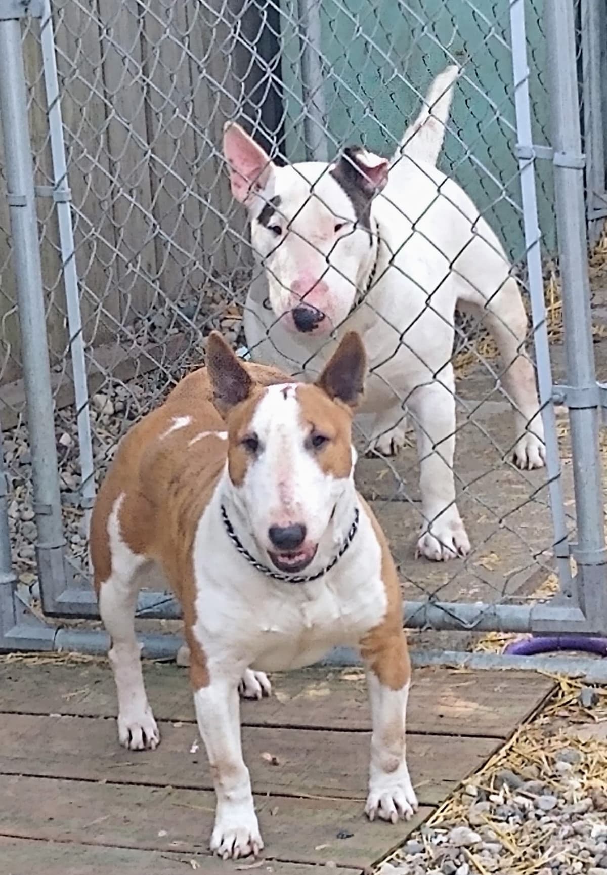 Bull Terrier Puppies breeder image 23