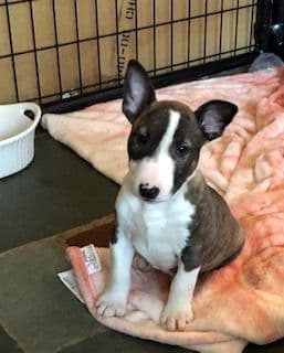 Bull Terrier Puppies breeder image 25