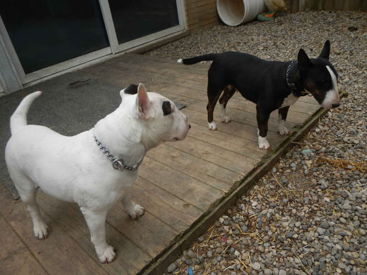 Bull Terrier Puppies breeder image 26