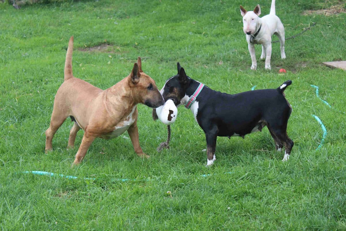 Bull Terrier Puppies breeder image 27