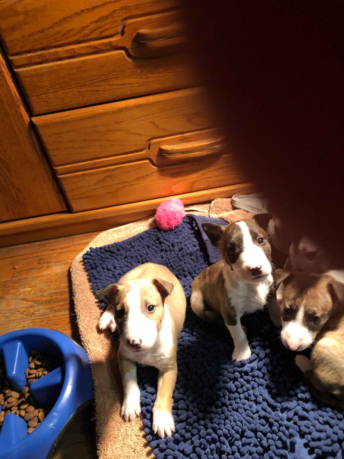 Bull Terrier Puppies breeder image 28