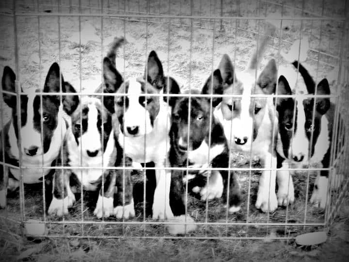 Bull Terrier Puppies breeder image 29