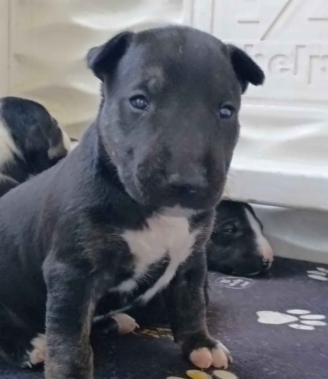 Bull Terrier Puppies media 3
