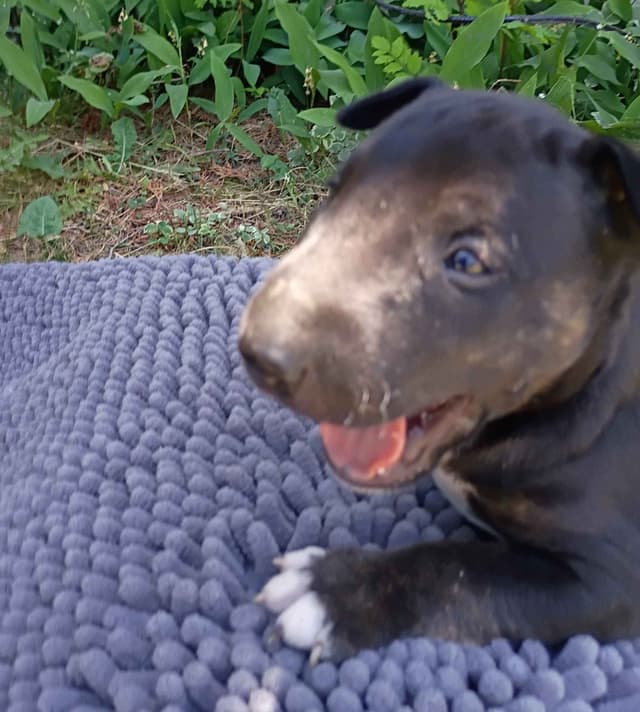 Bull Terrier Puppies media 2