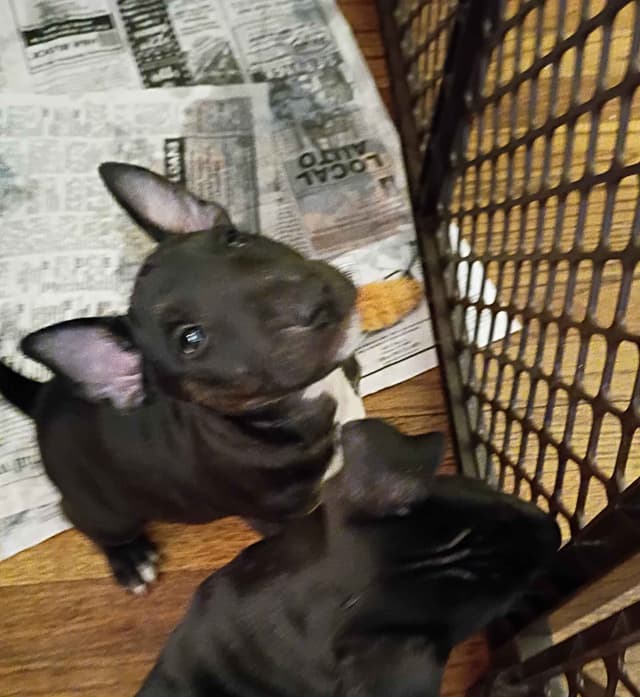 Bull Terrier Puppies media 4