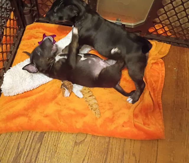 Bull Terrier Puppies media 5
