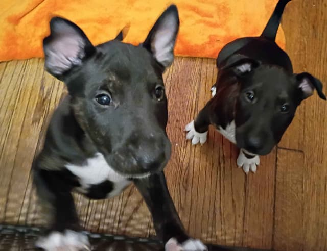 Bull Terrier Puppies media 6