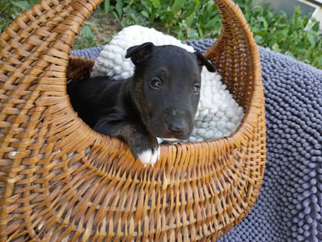 Bull Terrier Puppies media 7