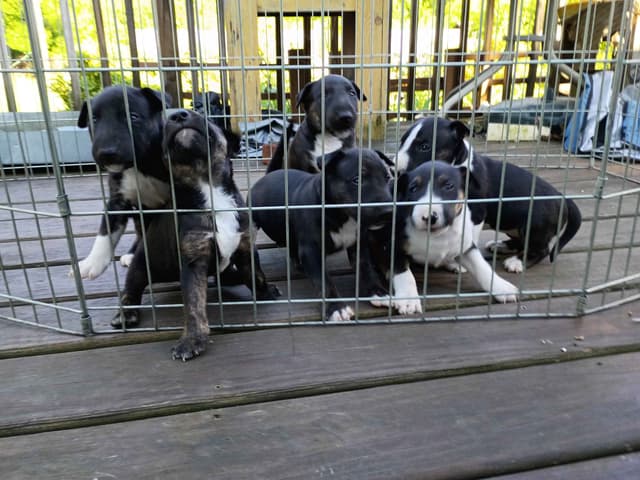 Bull Terrier Puppies media 8