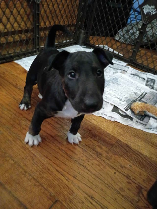 Bull Terrier Puppies media 9