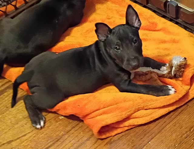 Bull Terrier Puppies media 11