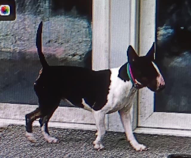 Bull Terrier Puppies media 10