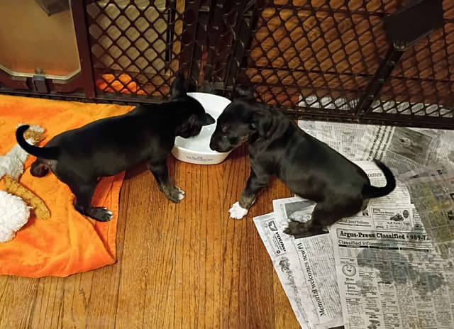 Bull Terrier Puppies media 12