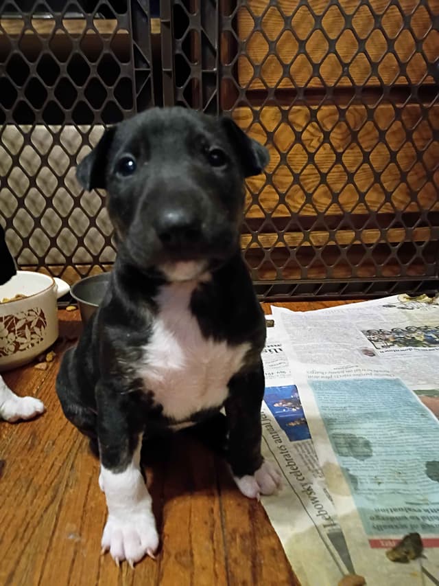 Bull Terrier Puppies media 13