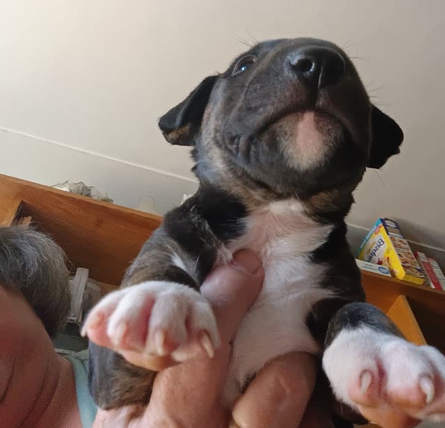 Bull Terrier Puppies media 14