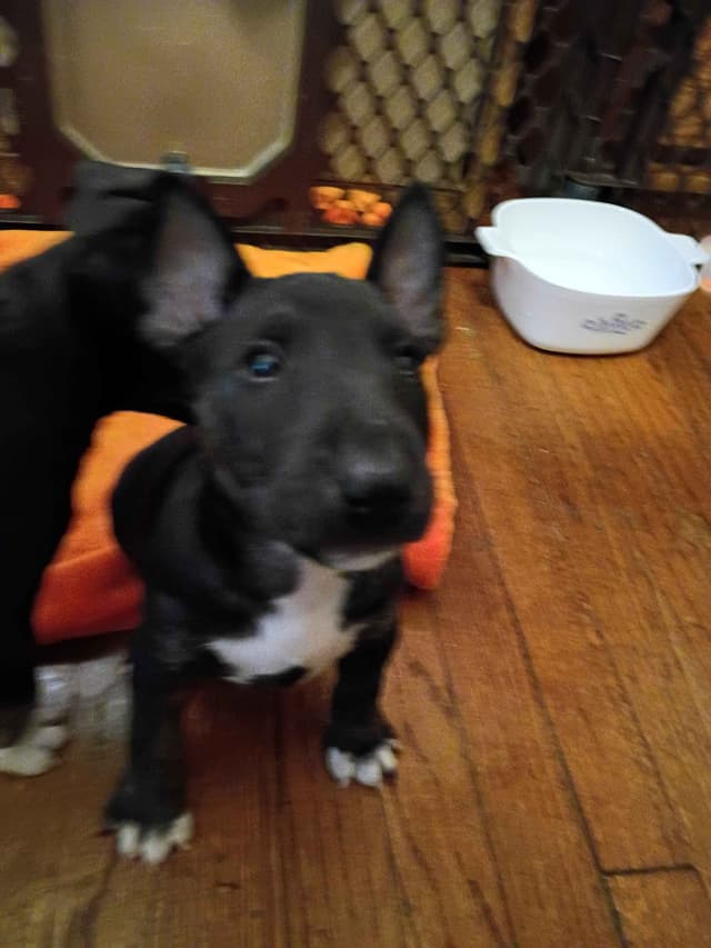 Bull Terrier Puppies media 15