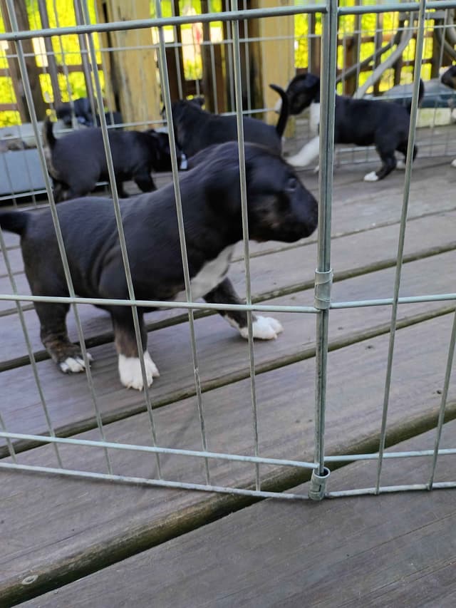 Bull Terrier Puppies media 16