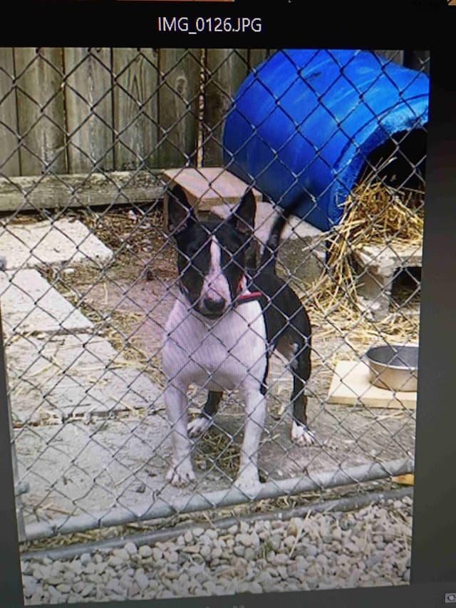 Bull Terrier Puppies media 17