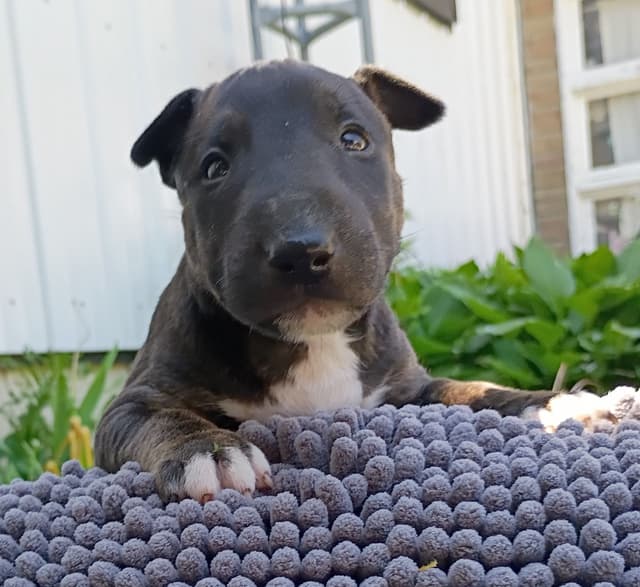 Bull Terrier Puppies media 18