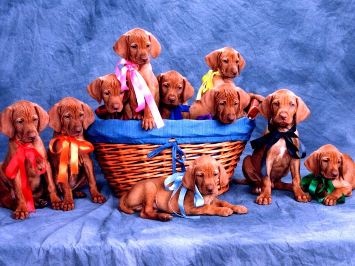 Vizsla Puppies breeder image 1