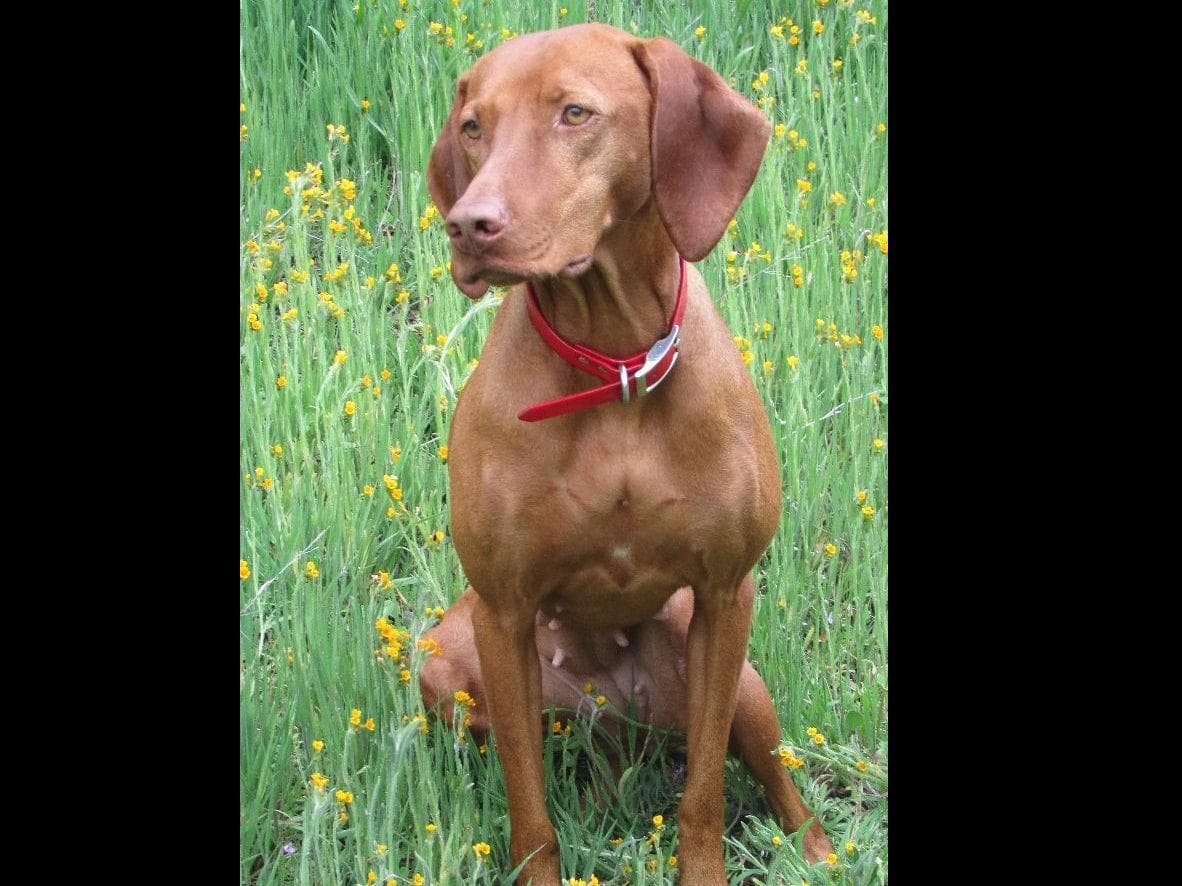 Vizsla Puppies breeder image 5