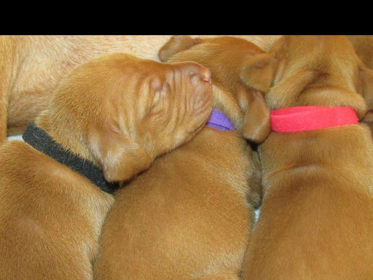 Vizsla Puppies breeder image 4