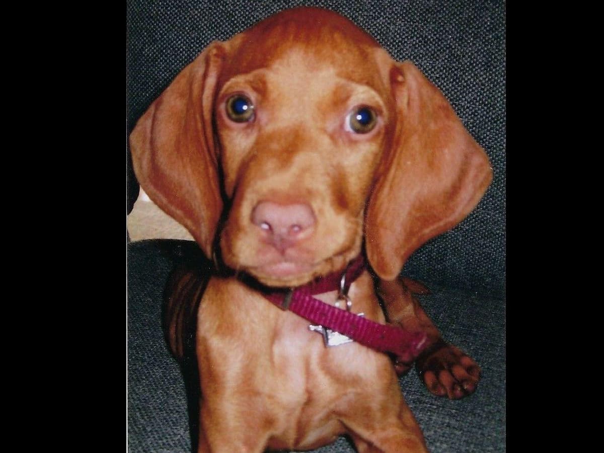 Vizsla Puppies breeder image 2