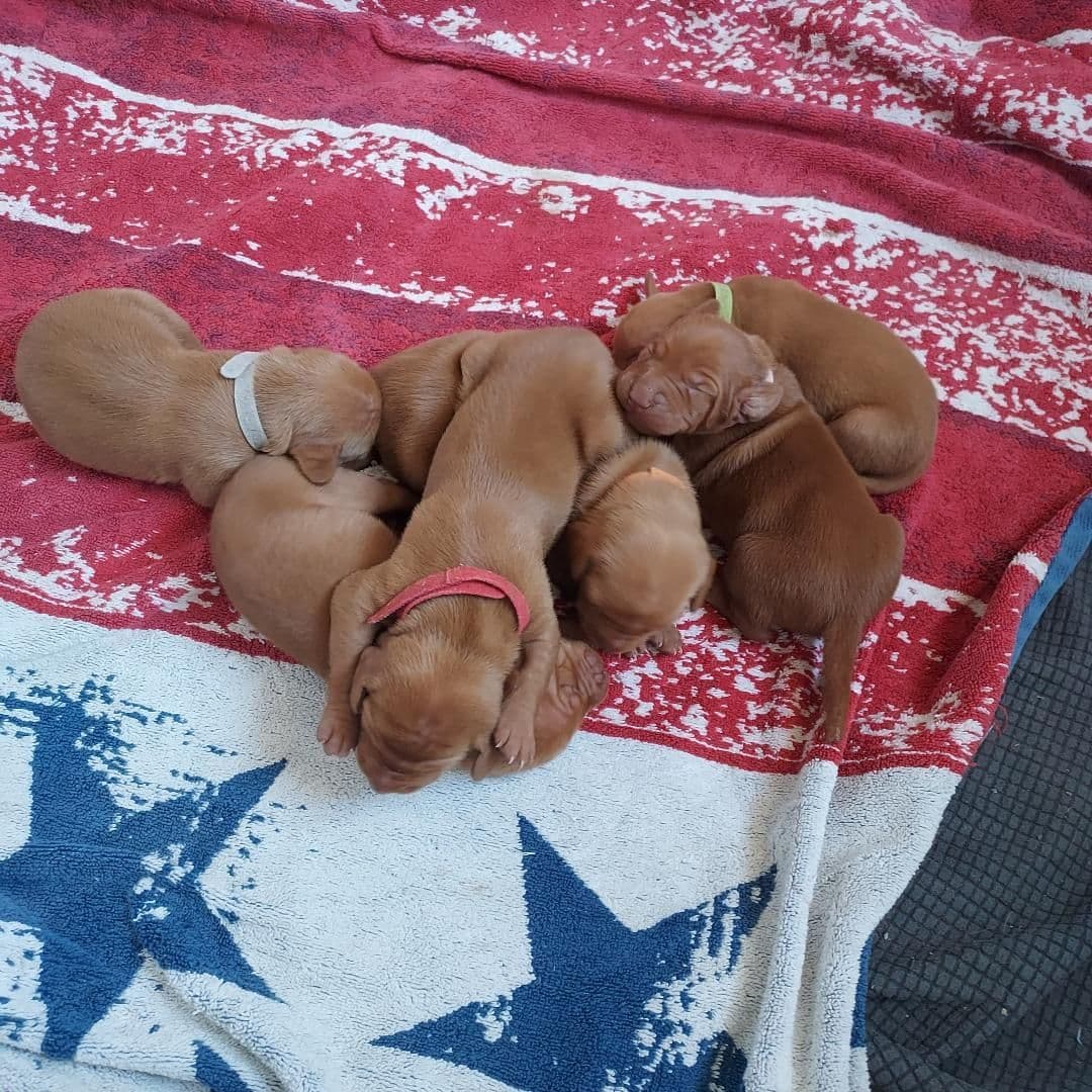 Vizsla Puppies breeder image 6