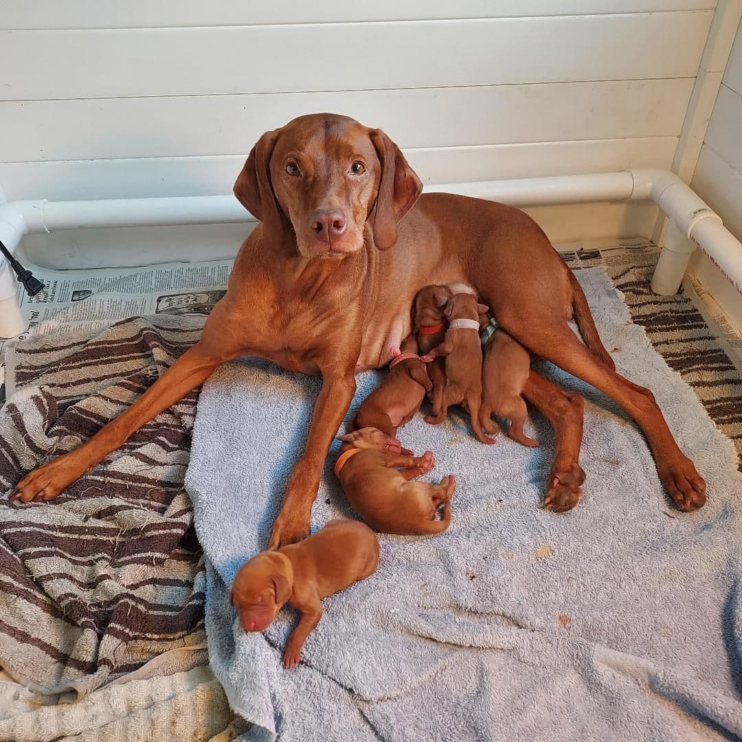 Vizsla Puppies breeder image 7