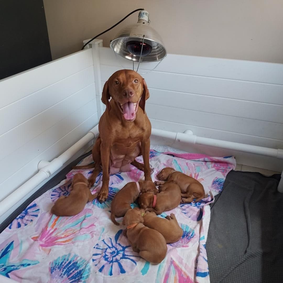 Vizsla Puppies breeder image 8
