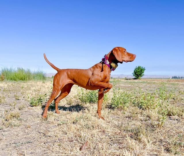 Vizsla Puppies media 2