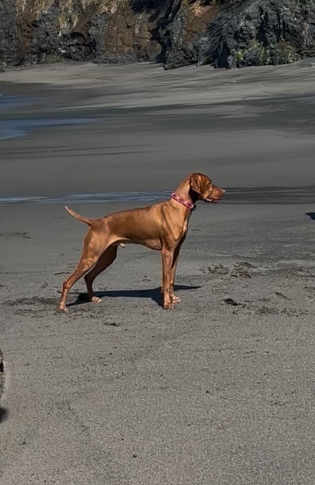 Vizsla Puppies media 3